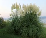 Cortaderia selloana. Плодоносящие растения. Болгария, Бургасская обл., г. Несебр, Старый Несебр, парк-променад, в культуре. 12.09.2021.