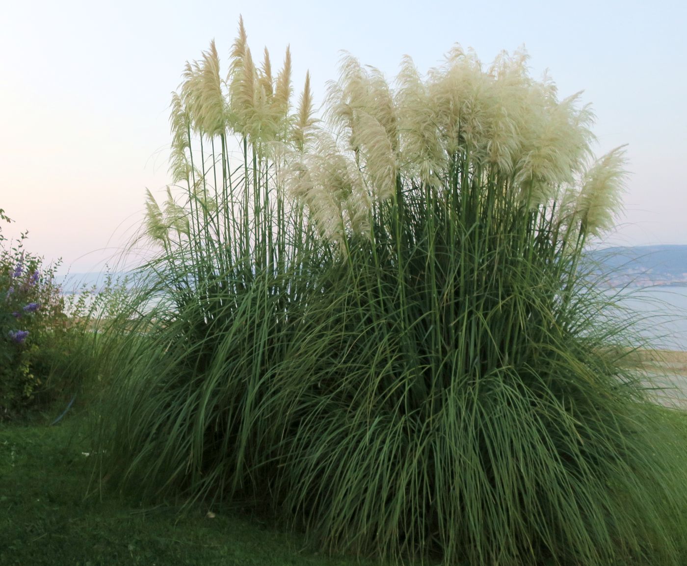 Изображение особи Cortaderia selloana.