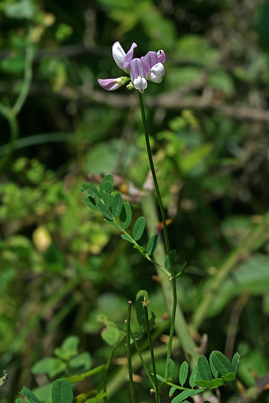 Image of Securigera varia specimen.