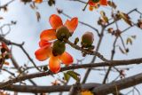 Bombax ceiba