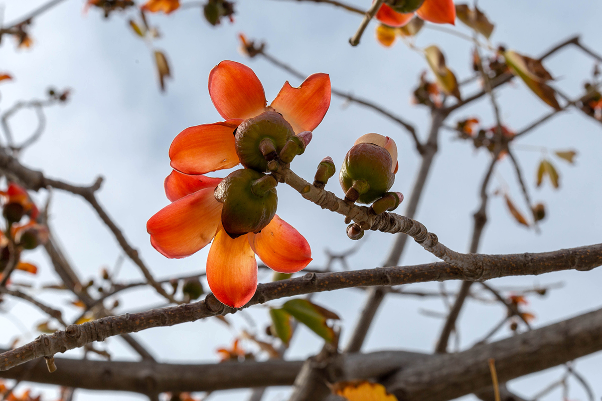 Изображение особи Bombax ceiba.