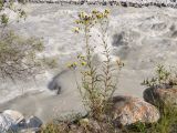 Hieracium umbellatum. Цветущие растения. Кабардино-Балкария, Черекский р-н, Кабардино-Балкарский высокогорный заповедник, Черек-Безенгийское ущелье, ≈ 1600 м н.у.м., левый берег реки Черек-Хуламский. 18.08.2021.