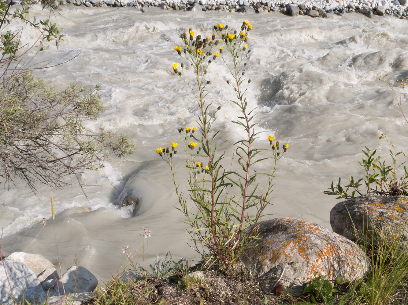 Image of Hieracium umbellatum specimen.