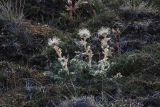 Novosieversia glacialis. Плодоносящее растение. Таймыр, озеро Таймыр, мыс Саблера, тундра. 3 августа 2013 г.