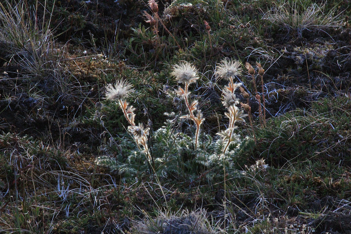 Изображение особи Novosieversia glacialis.