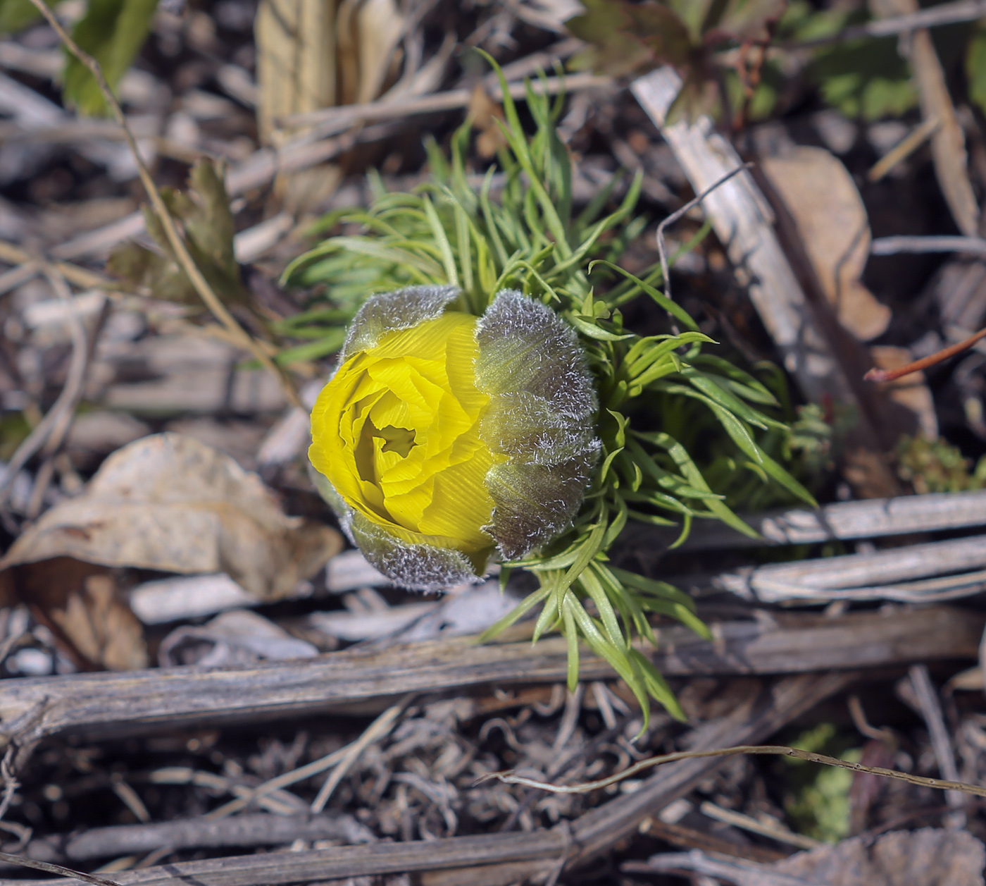 Image of Adonis vernalis specimen.