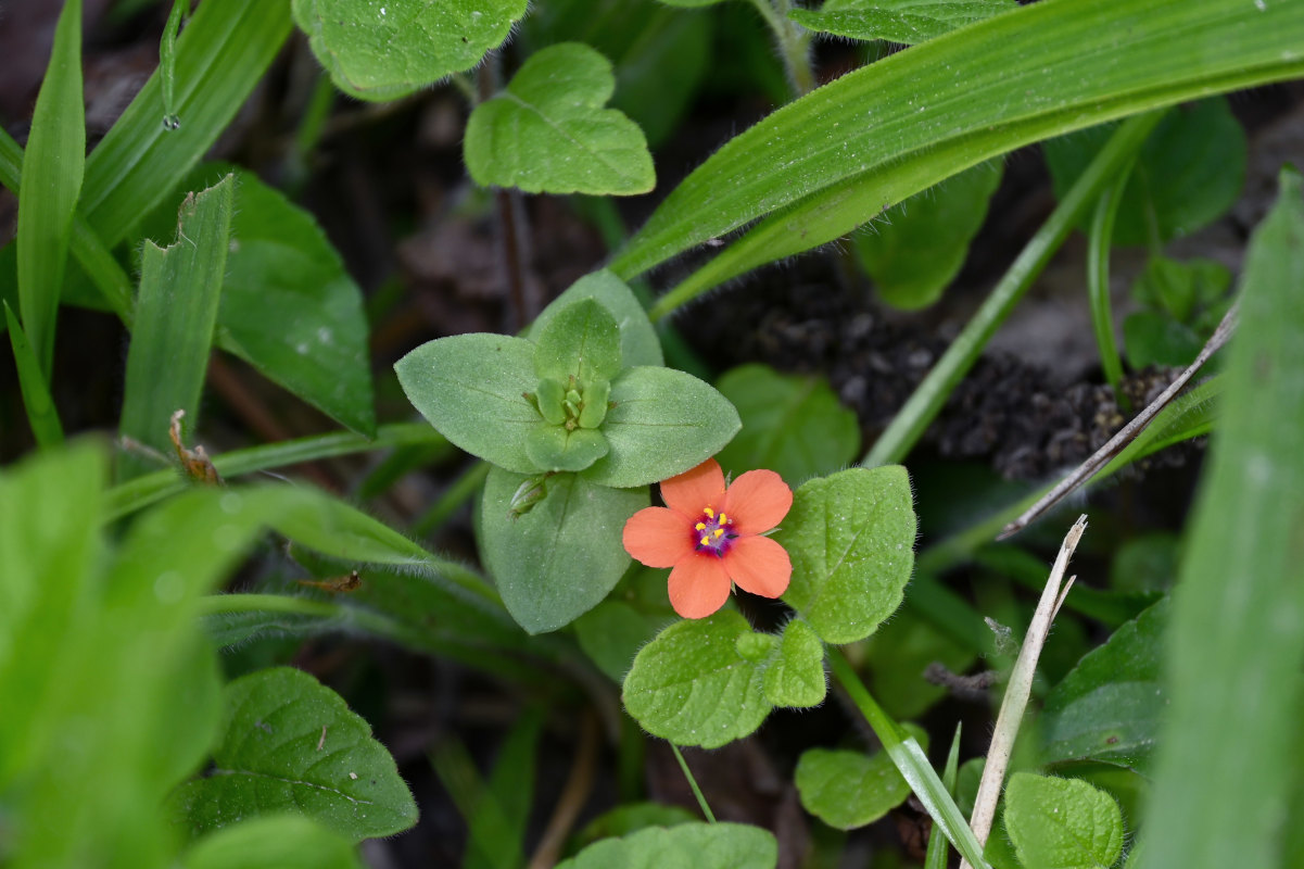 Изображение особи Anagallis arvensis.