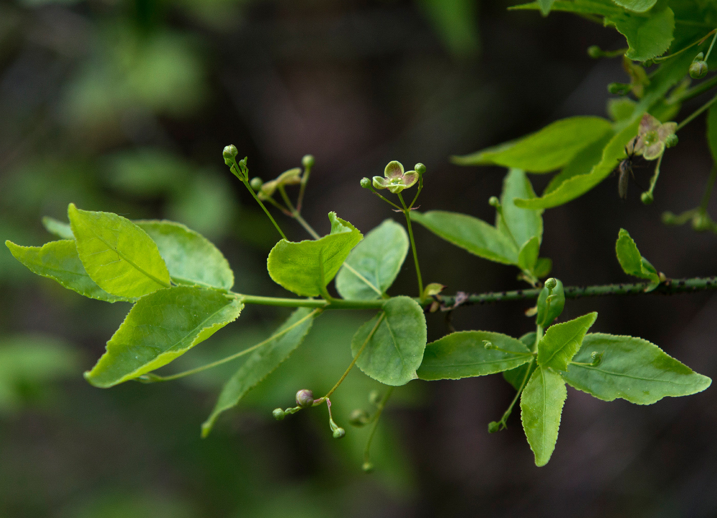 Изображение особи Euonymus verrucosus.