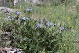 Clematis integrifolia