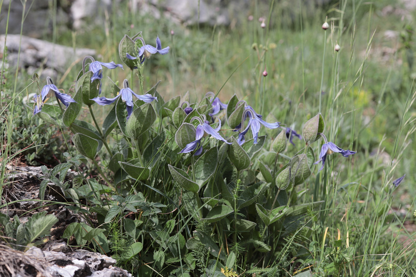 Image of Clematis integrifolia specimen.