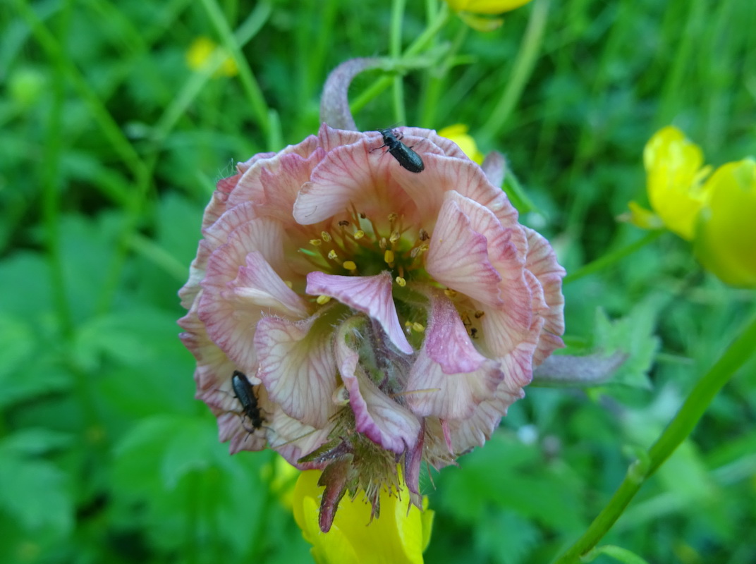 Image of Geum rivale specimen.