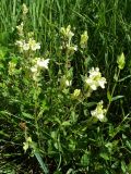 Scutellaria stepposa