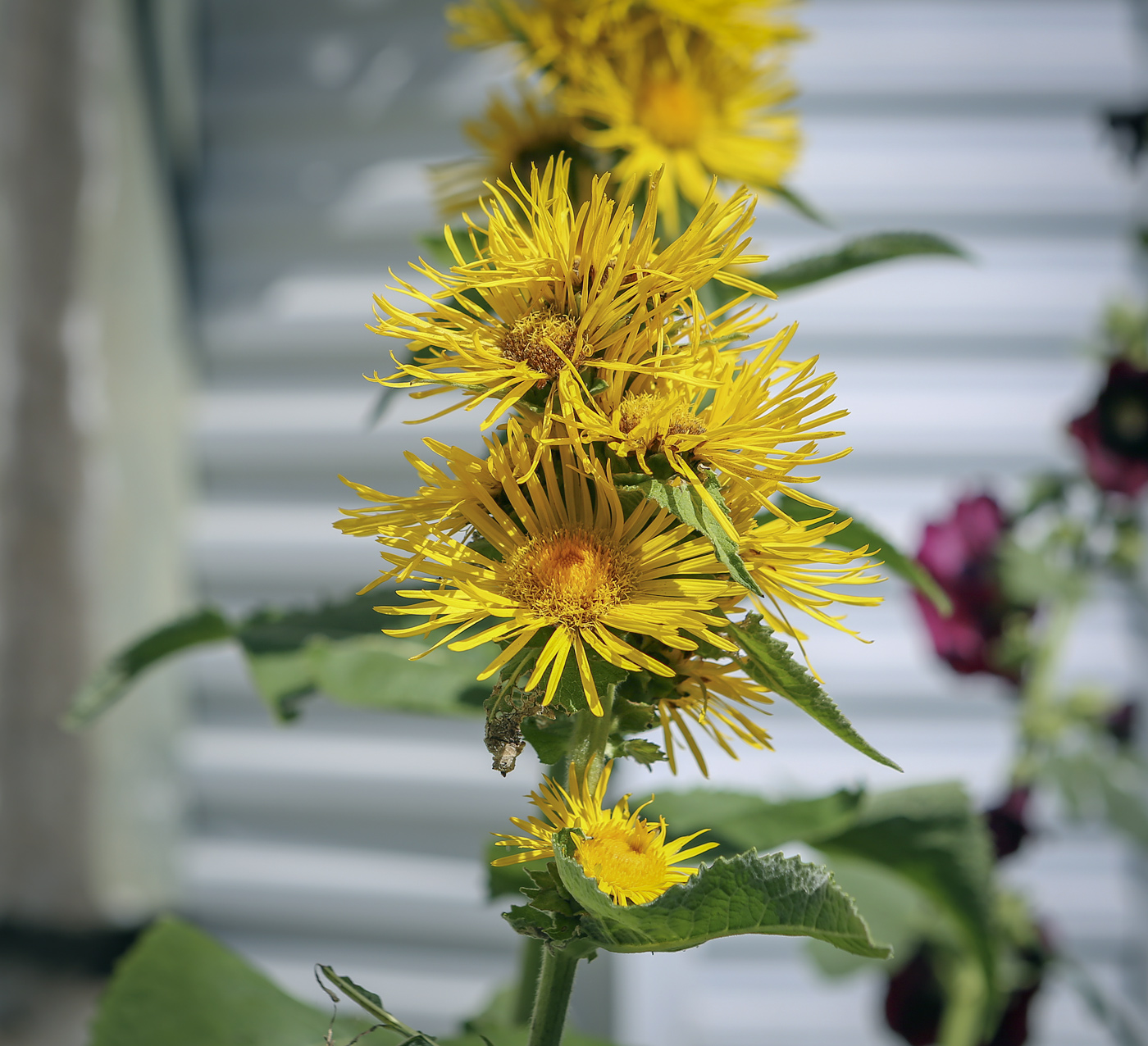 Image of Inula racemosa specimen.