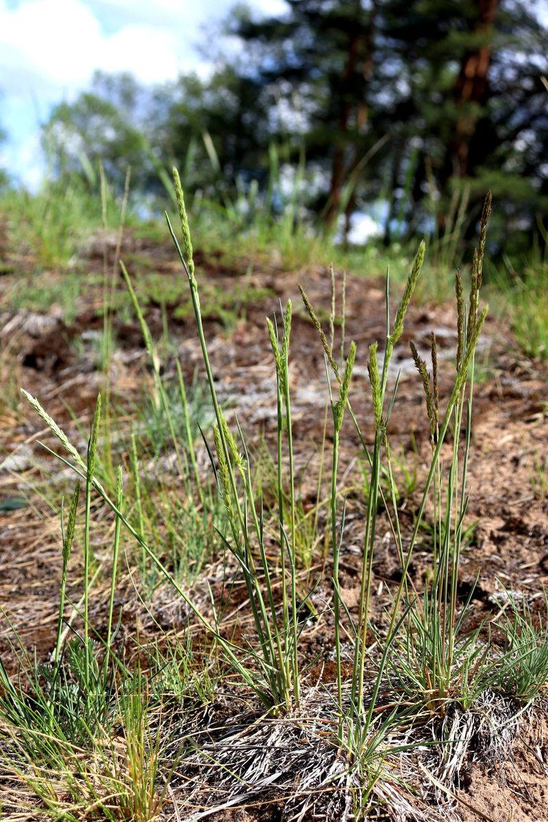 Image of Koeleria glauca specimen.