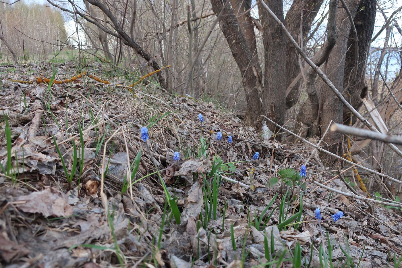 Изображение особи Muscari botryoides.