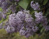 Syringa vulgaris