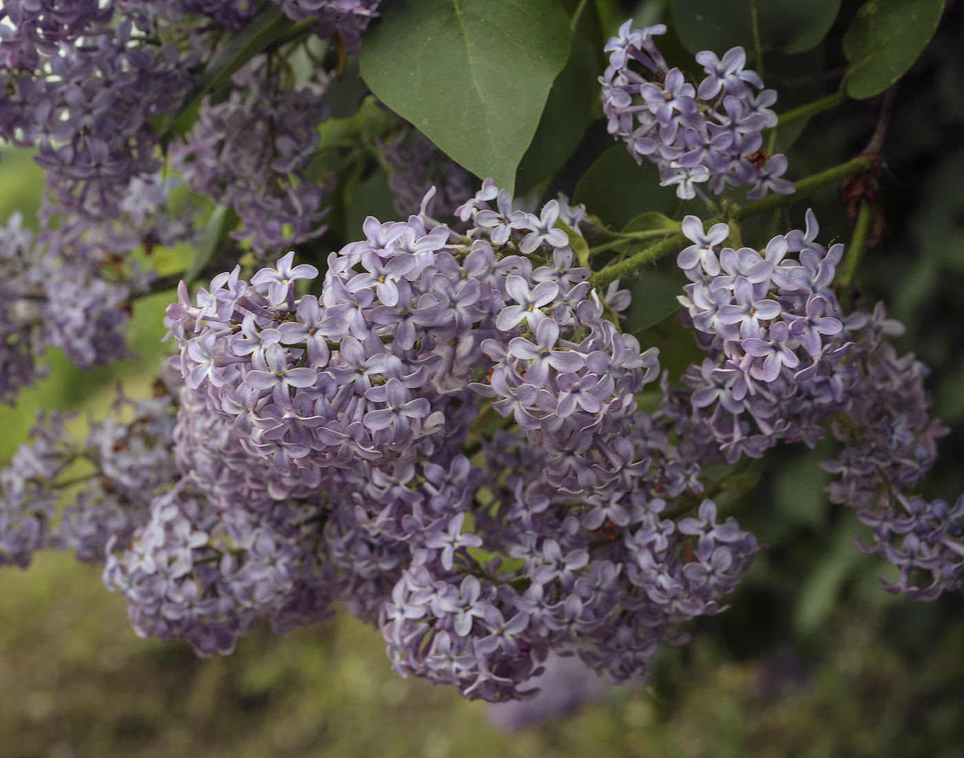 Image of Syringa vulgaris specimen.