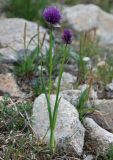 Allium schoenoprasum