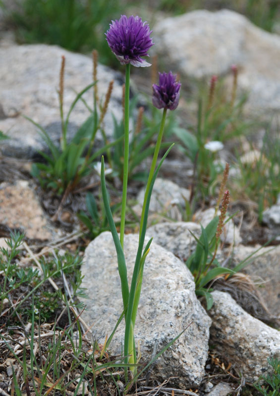 Image of Allium schoenoprasum specimen.