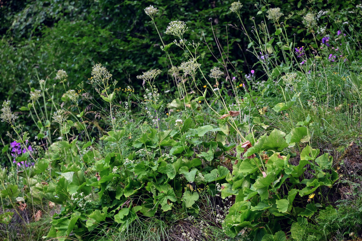 Изображение особи Valeriana alliariifolia.