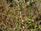 Lycium ruthenicum