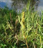 Rumex maritimus