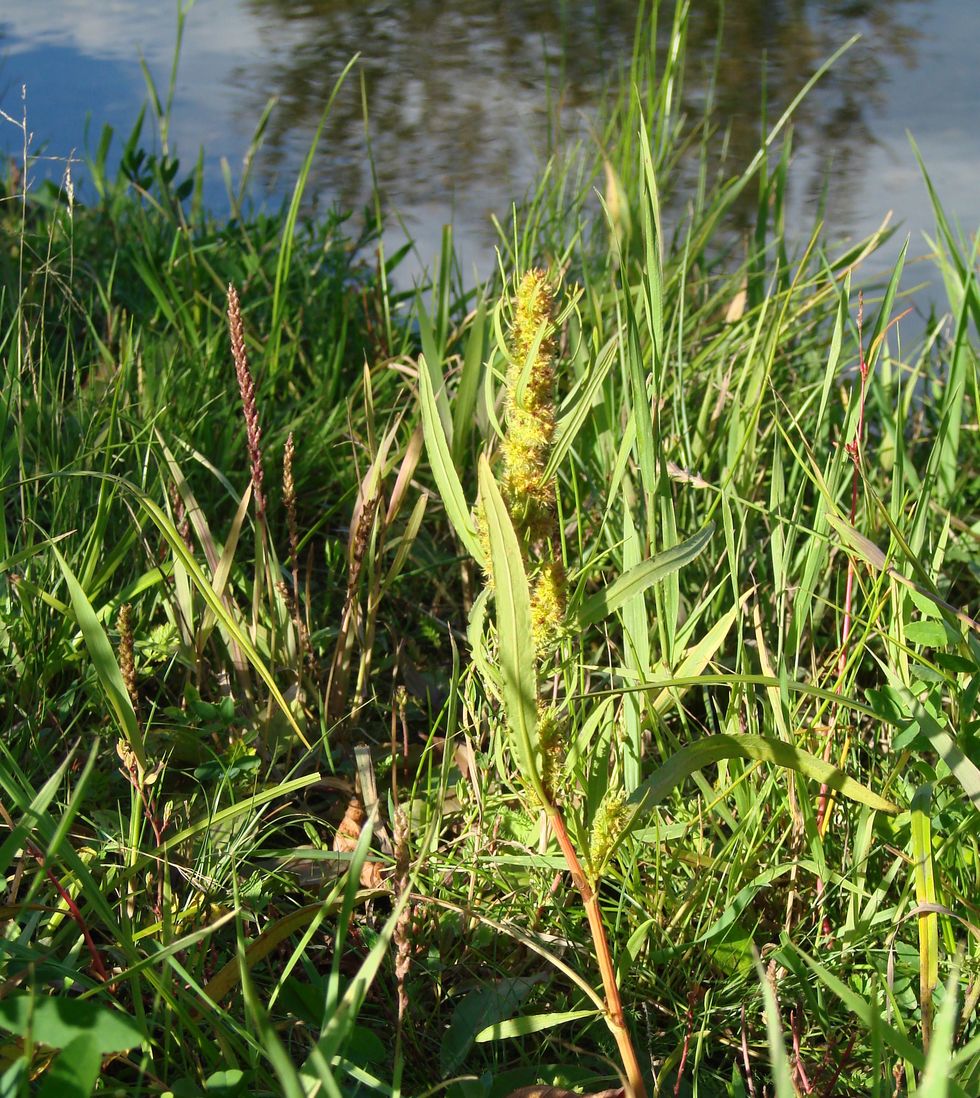 Изображение особи Rumex maritimus.