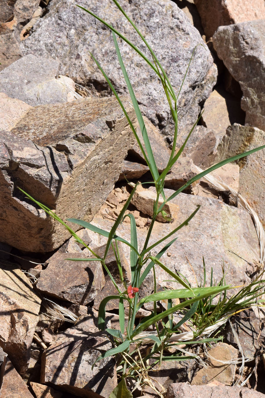 Изображение особи Lathyrus cicera.