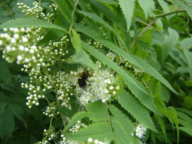 Изображение особи Sorbaria sorbifolia.