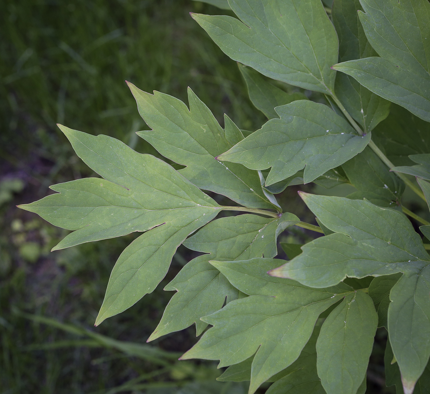 Изображение особи Paeonia suffruticosa.