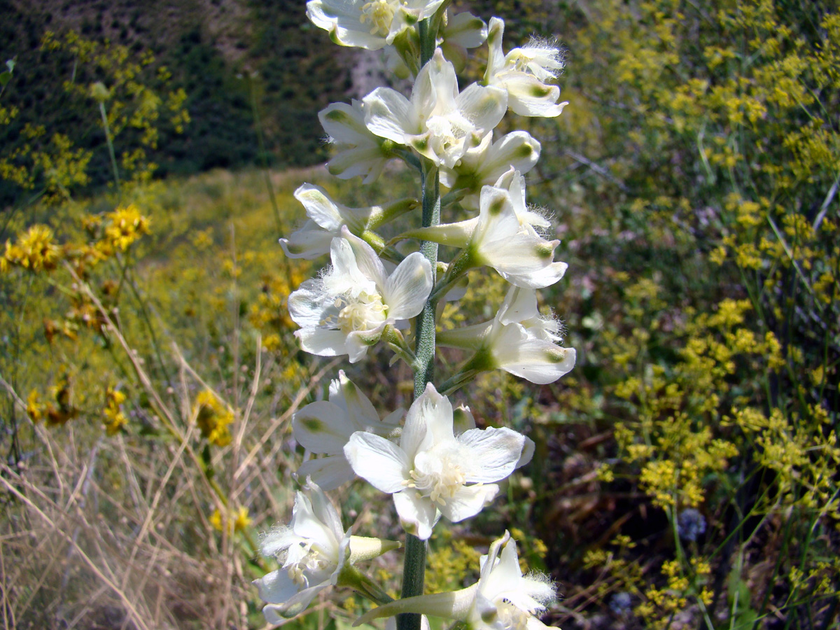 Изображение особи Delphinium pavlovii.