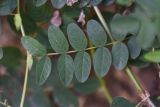Astragalus glycyphyllos. Лист. Республика Адыгея, Майкопский р-н, окр. устья ручья Толмач, обочина лесовозной дороги. 29 июля 2022 г.