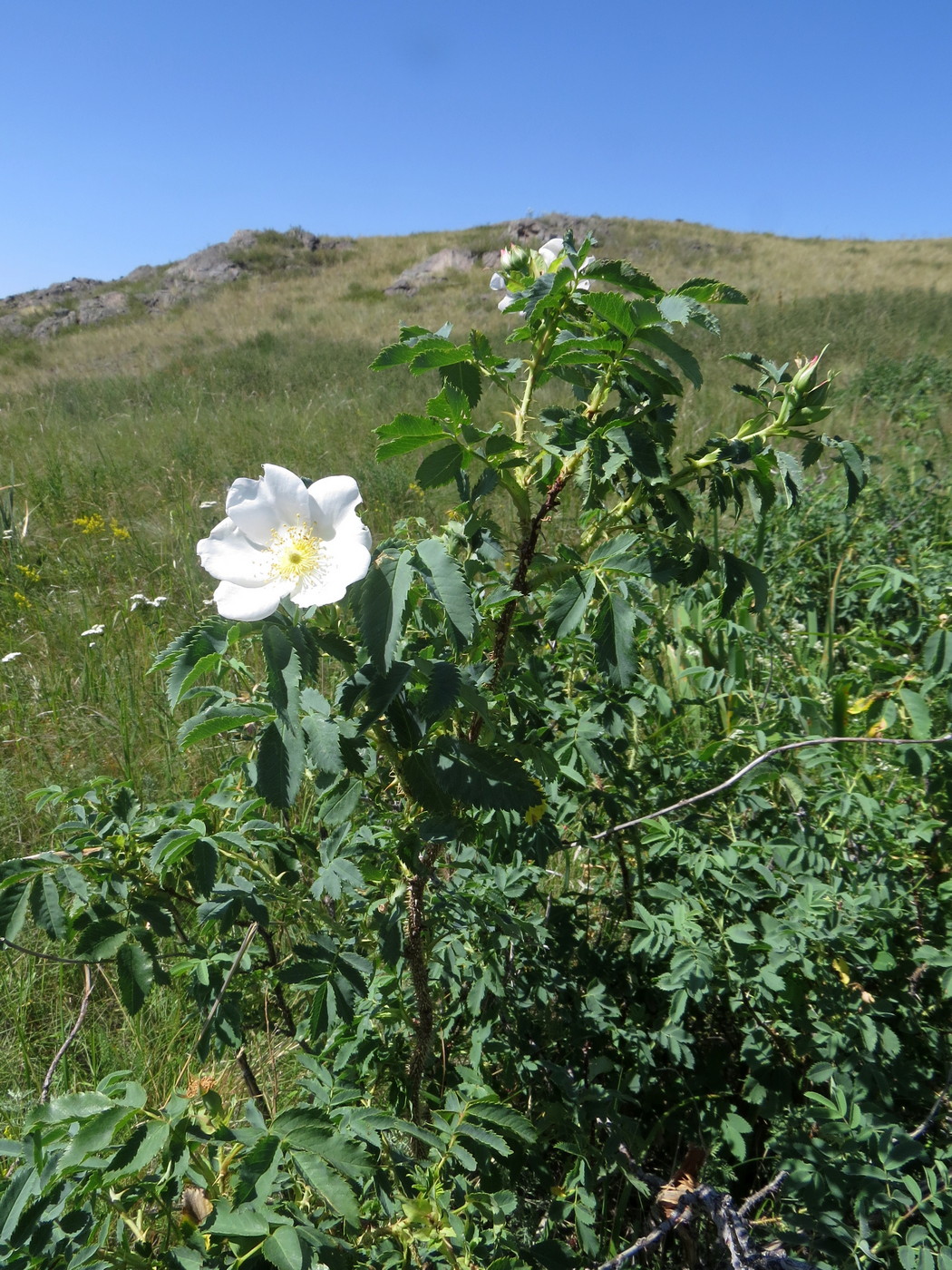 Изображение особи Rosa laxa.