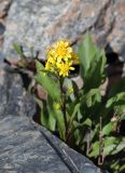 Solidago virgaurea подвид dahurica. Верхняя часть цветущего растения. Республика Алтай, Кош-Агачский р-н, верховье р. Актру, морена ледника Малый Актру. 07.07.2022.