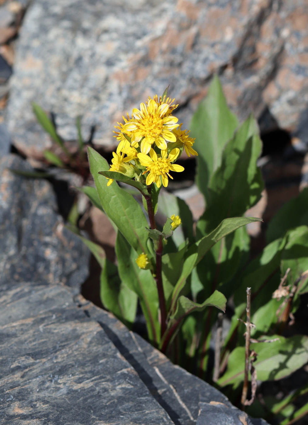 Изображение особи Solidago virgaurea ssp. dahurica.