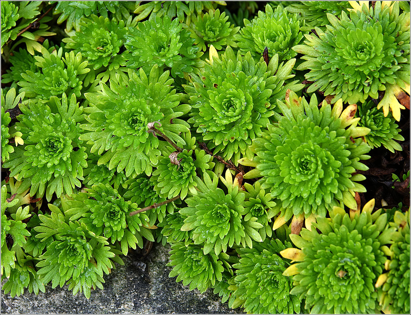 Изображение особи Saxifraga &times; arendsii.