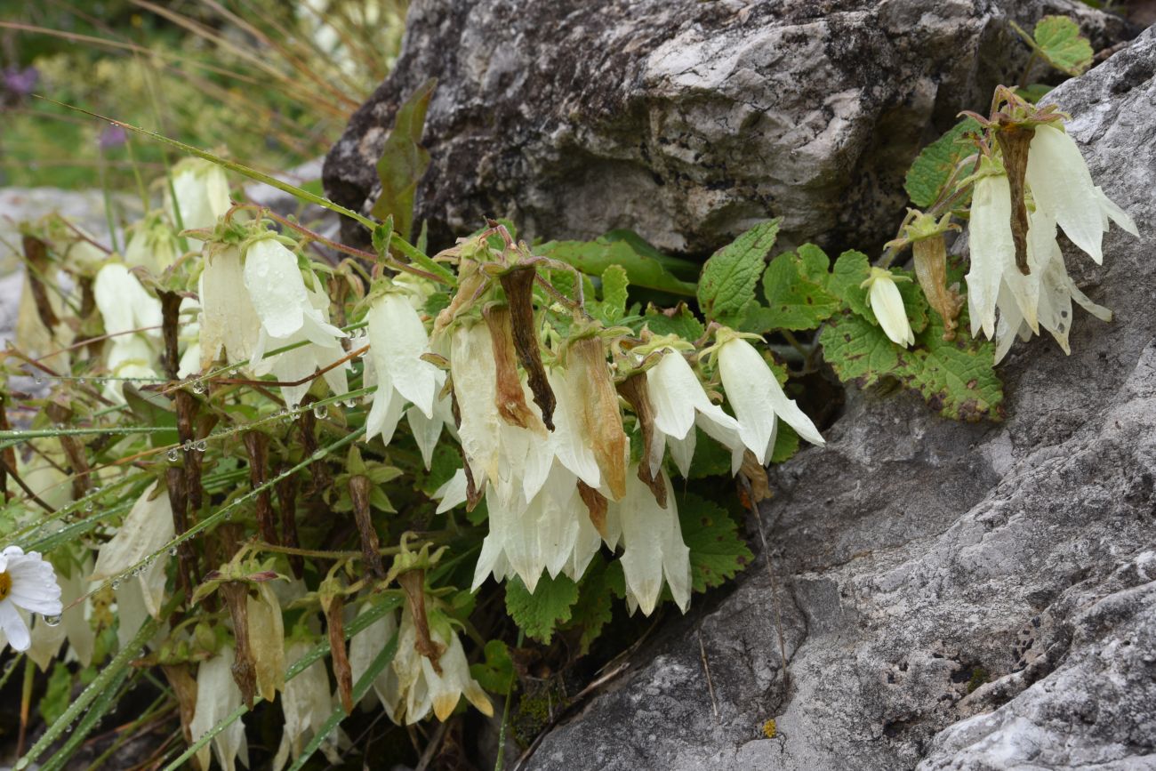 Изображение особи Campanula alliariifolia.