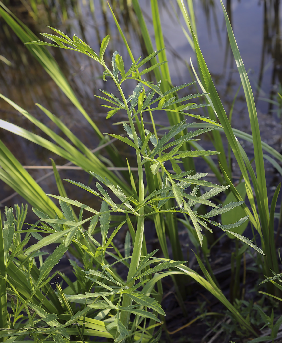 Image of Cicuta virosa specimen.