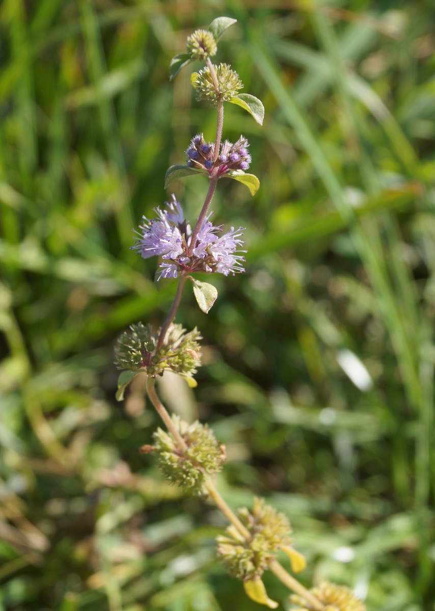 Изображение особи Mentha pulegium.