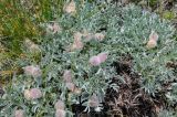 Oxytropis tragacanthoides. Верхушки побегов с плодами. Алтай, Кош-Агачский р-н, устье р. Тыдтугем, пойменная терраса. 01.07.2021.