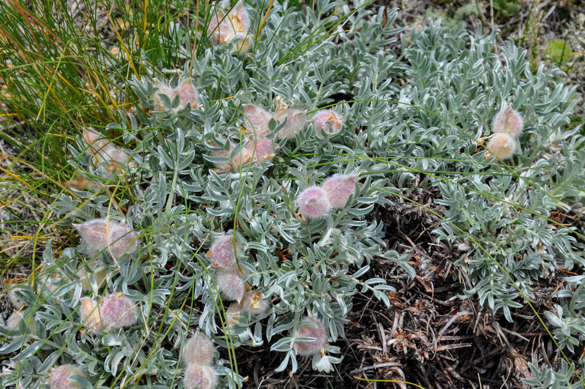 Изображение особи Oxytropis tragacanthoides.