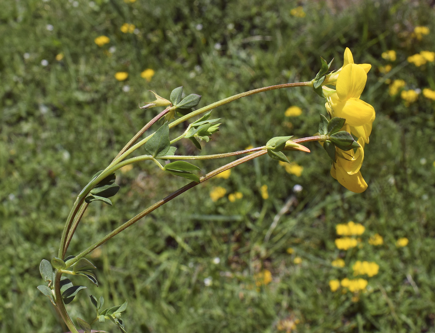 Image of Lotus corniculatus specimen.