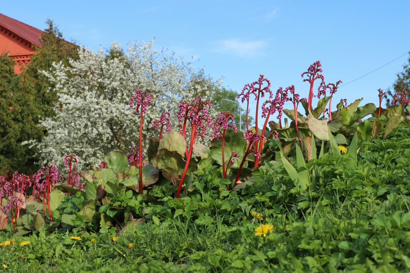 Изображение особи Bergenia crassifolia.