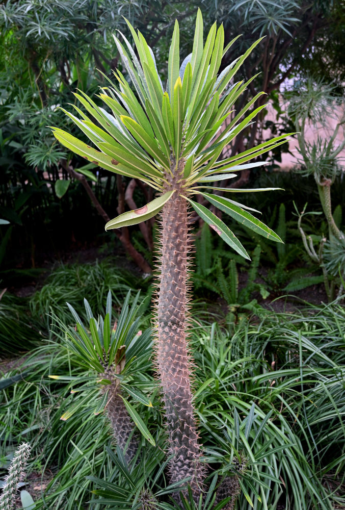 Image of Pachypodium lamerei specimen.