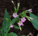 Nicotiana tabacum