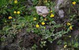 Ranunculus repens. Цветущие растения. Хакасия, Аскизский р-н, долина р. Аскиз, пойменная терраса. 12.06.2022.