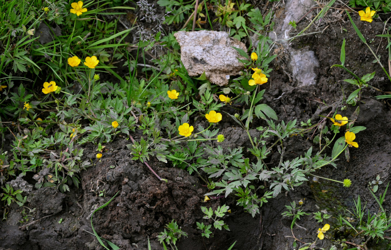 Image of Ranunculus repens specimen.