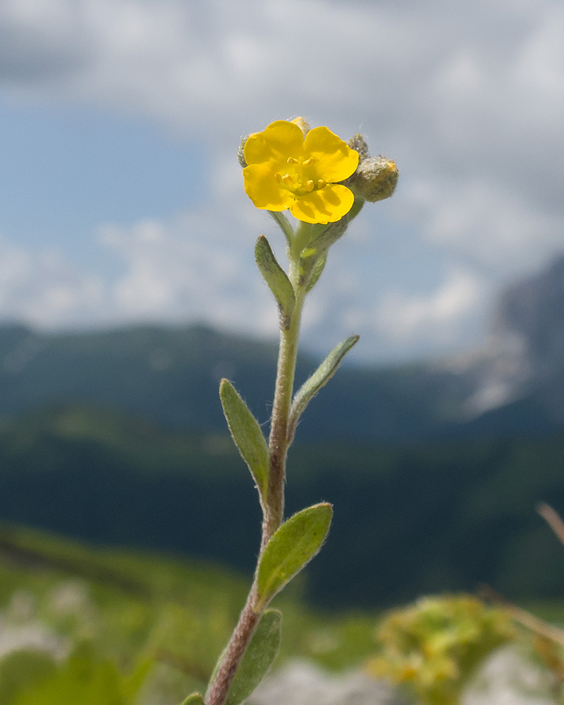 Image of Alyssum oschtenicum specimen.
