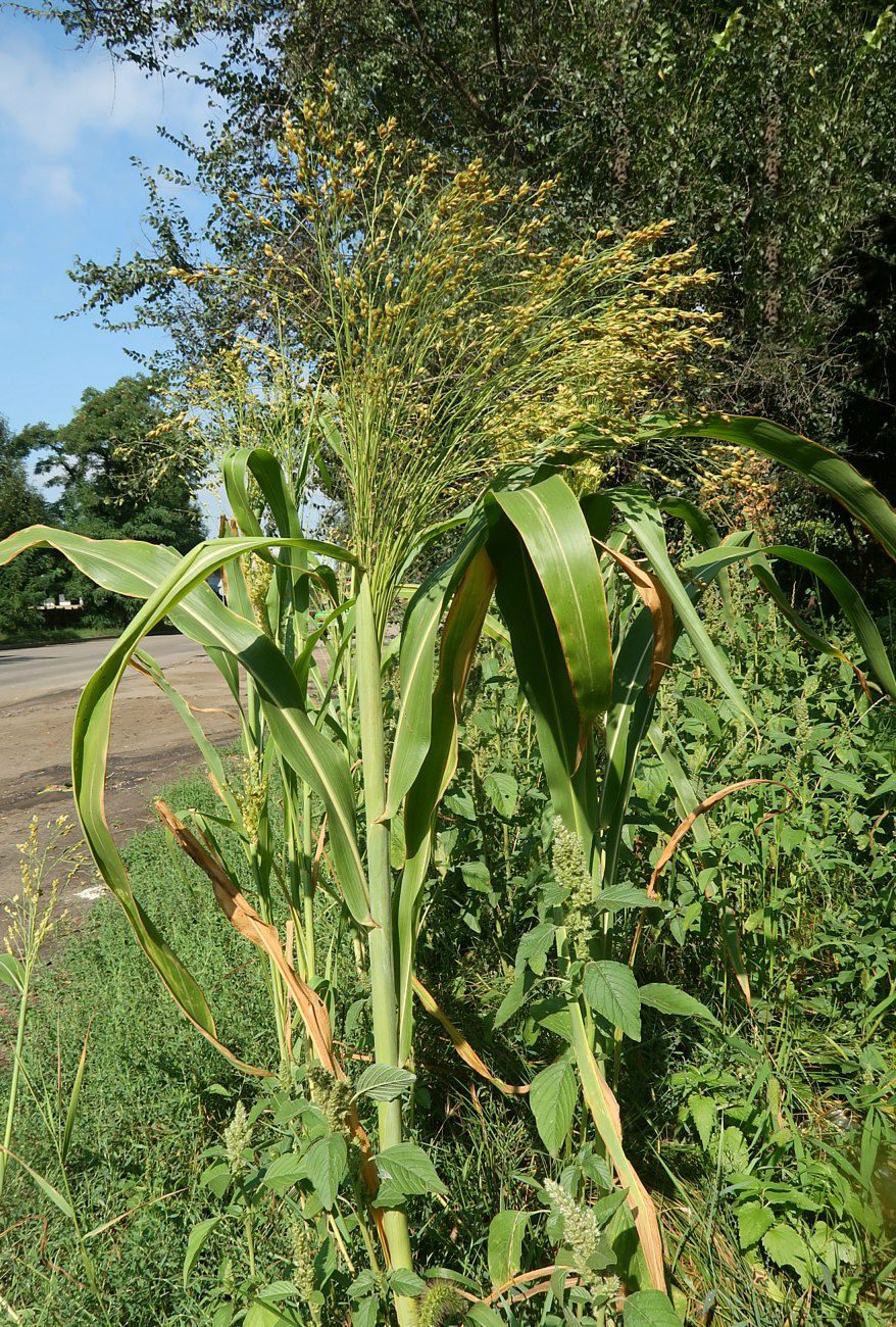 Изображение особи род Sorghum.