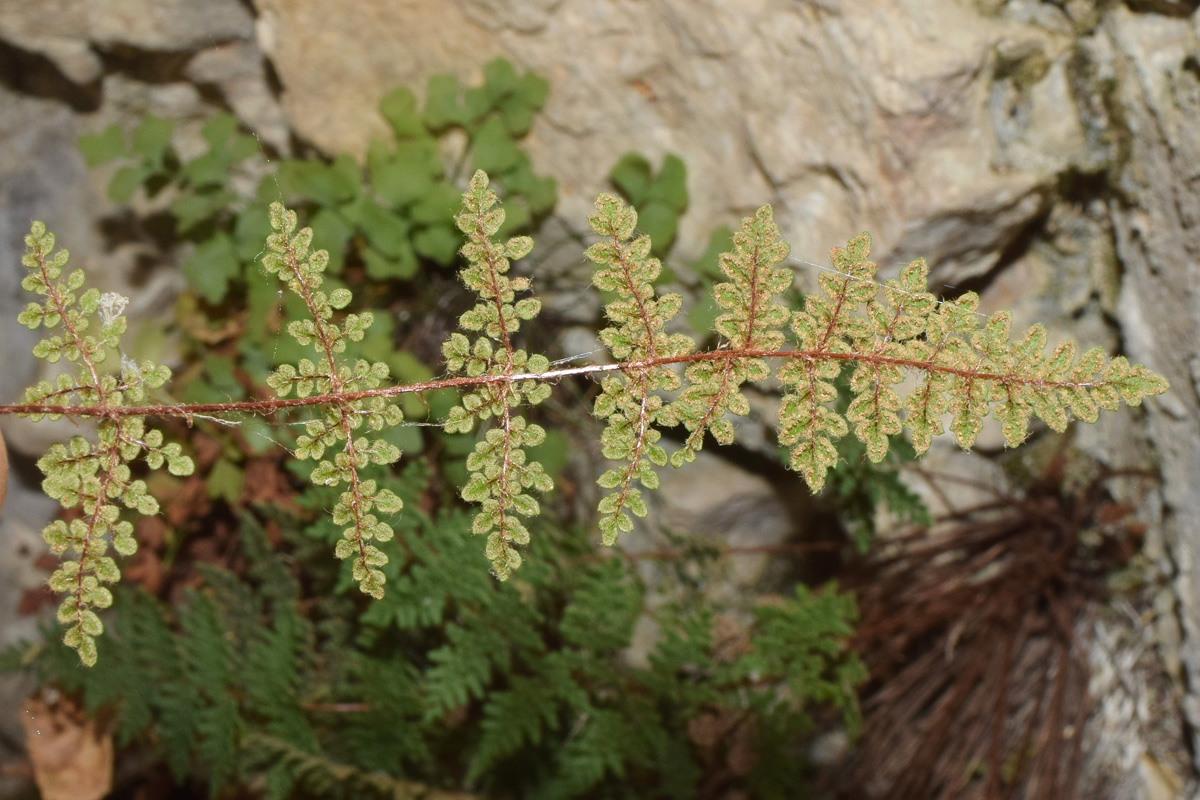 Изображение особи Oeosporangium persicum.